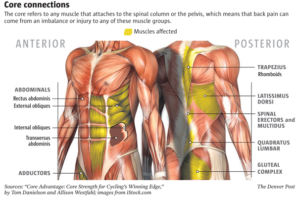 Muscles of the core