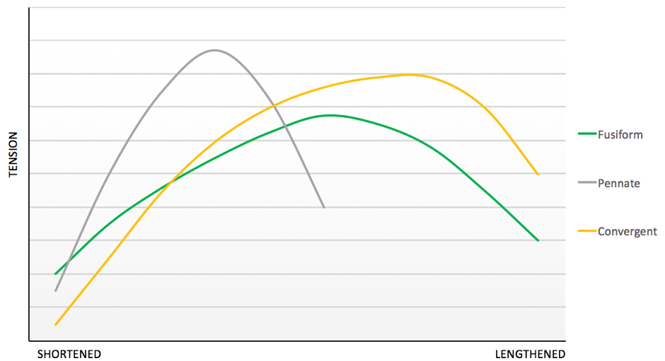 Strength Curves for different muscle types