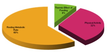 Break down of daily activity