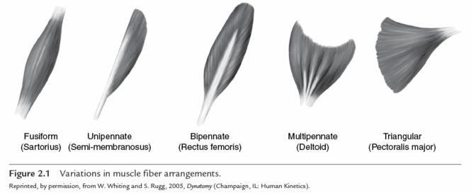 Muscle fibre architecture