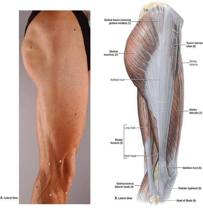 Anatomy on thigh